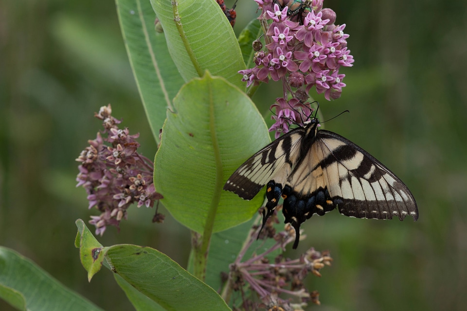 Eastern tiger swallowtail feeds on common milkweed