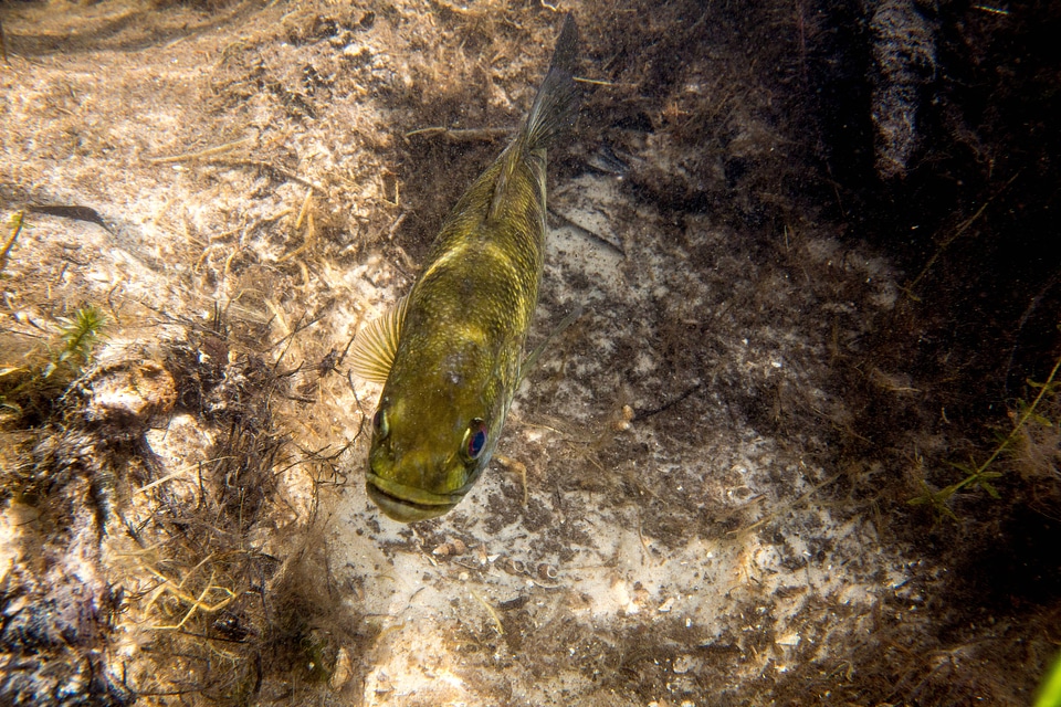 Suwannee bass nests in a river bank-1