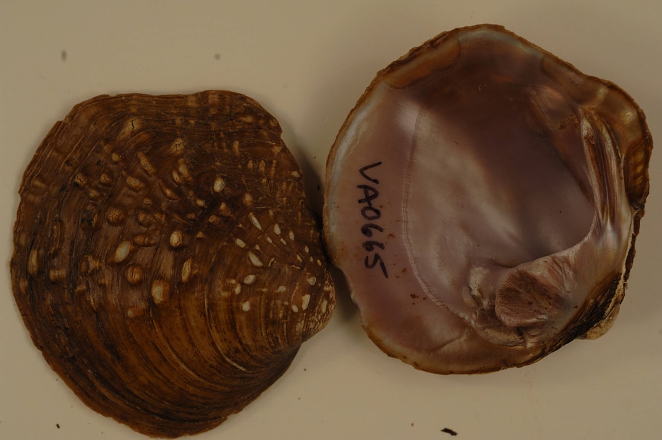 Cyclonaias tuberculata-2