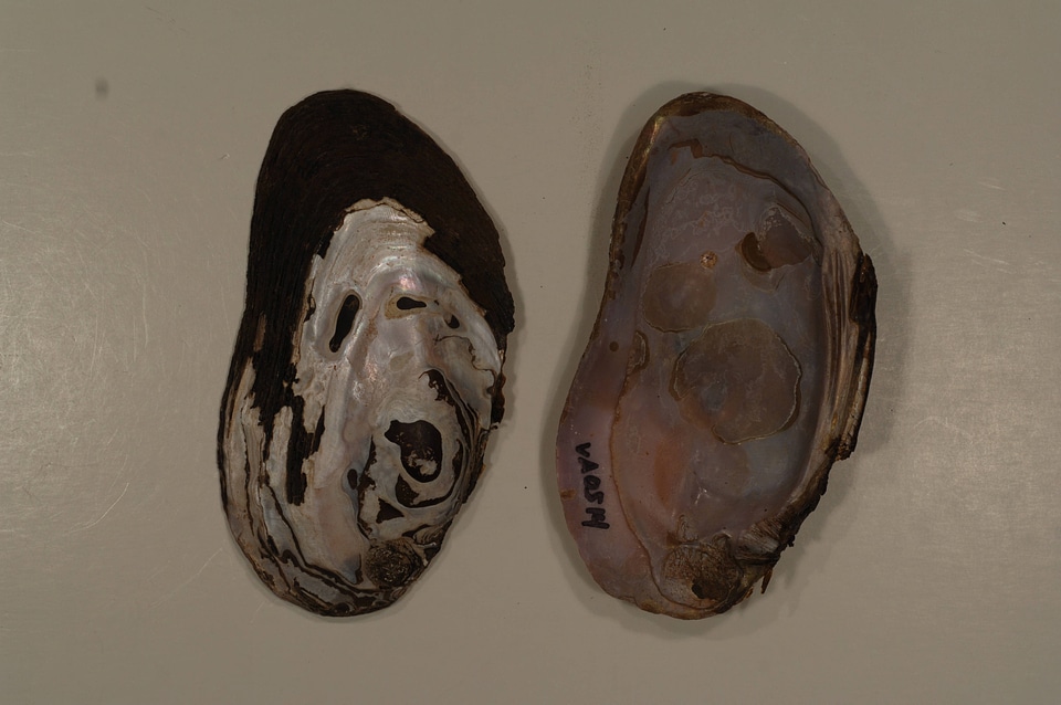 Elliptio complanata-1