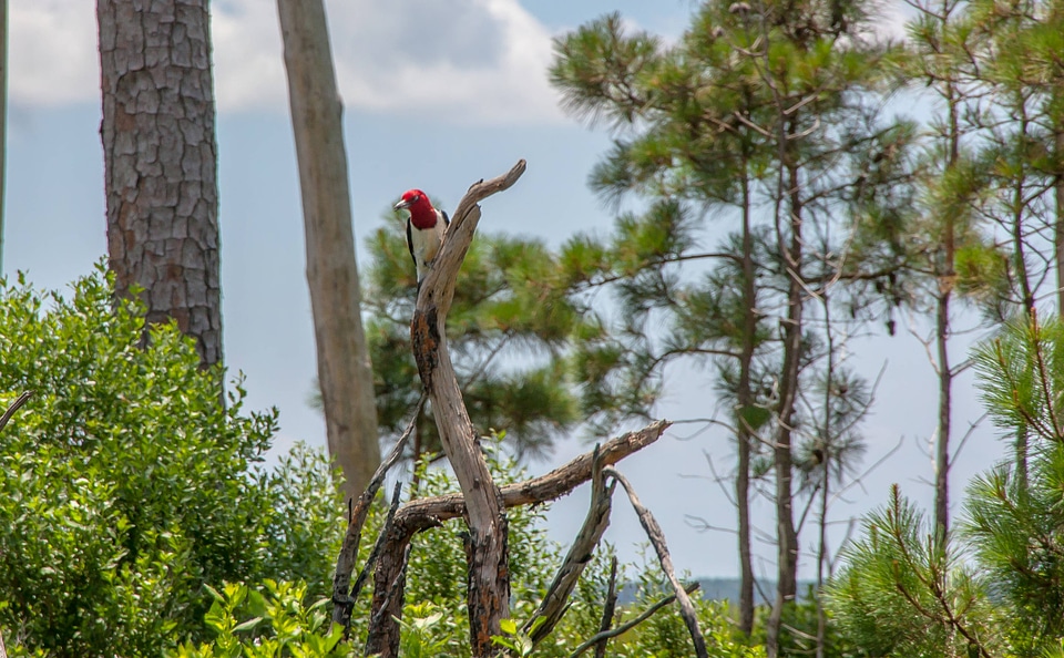 Red-headed woodpecker on dead snag-1