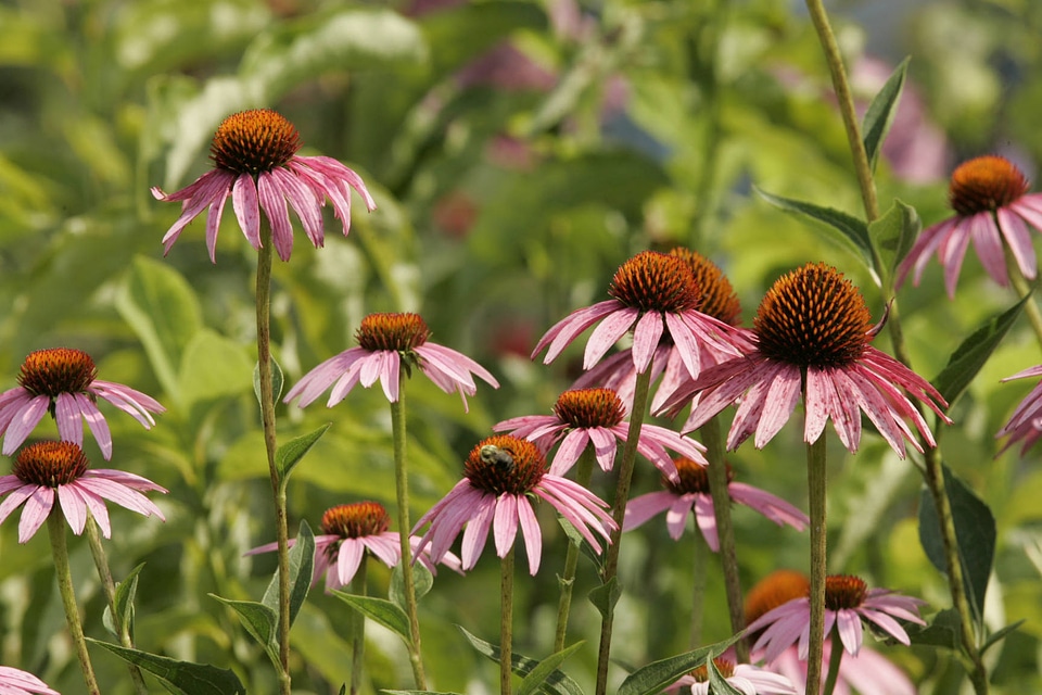 Purple coneflowers