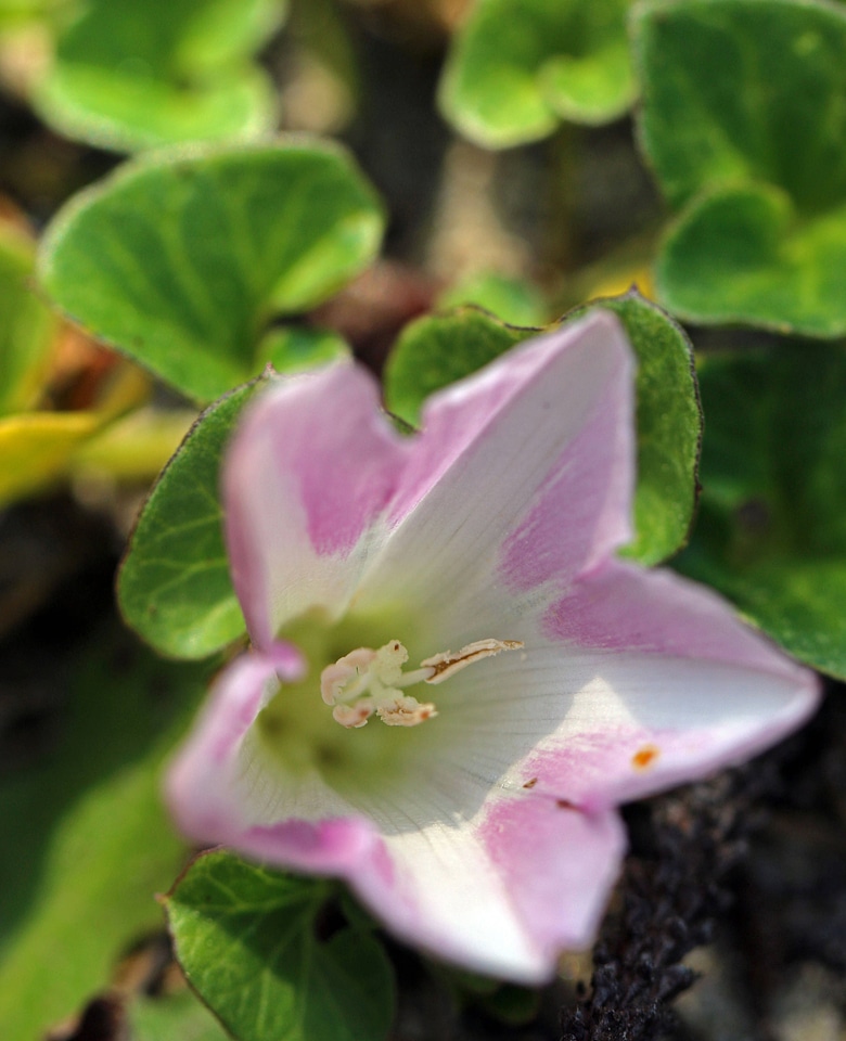 Calystegia soldanella