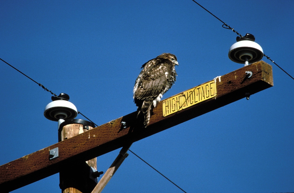 Rough-legged Hawk on power lines