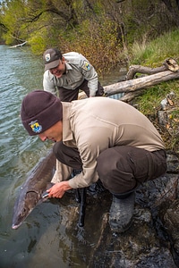 USFWS Fisheries workers prepare to release Lake sturgeon-2