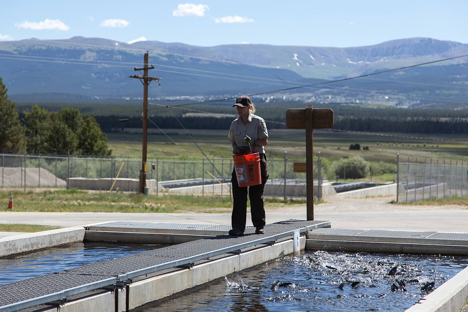 Feeding hatchery fish-1