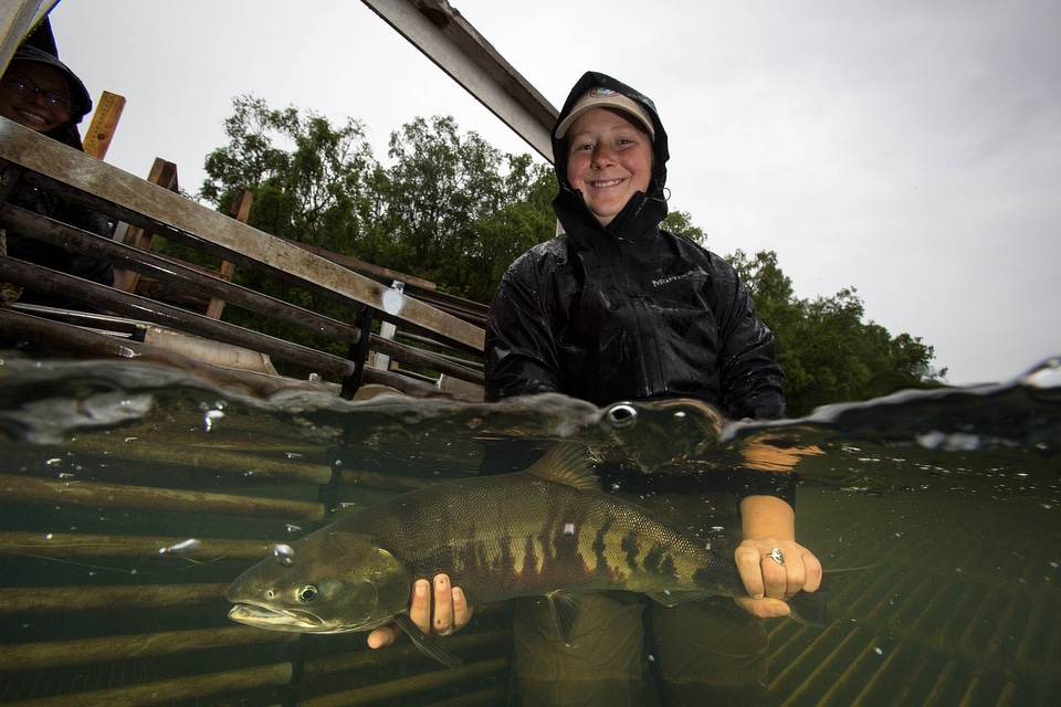 Biologist releases salmon-2