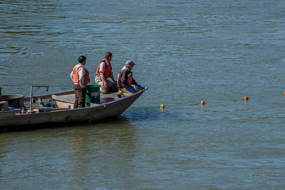 Fisheries crew netting paddlefish-3