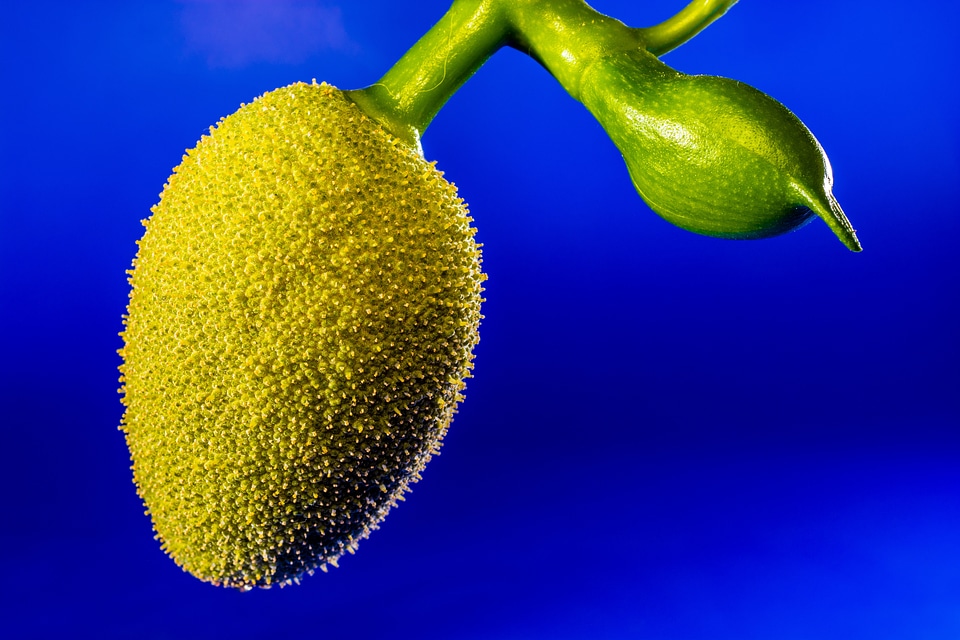 Jack fruit tropical close up