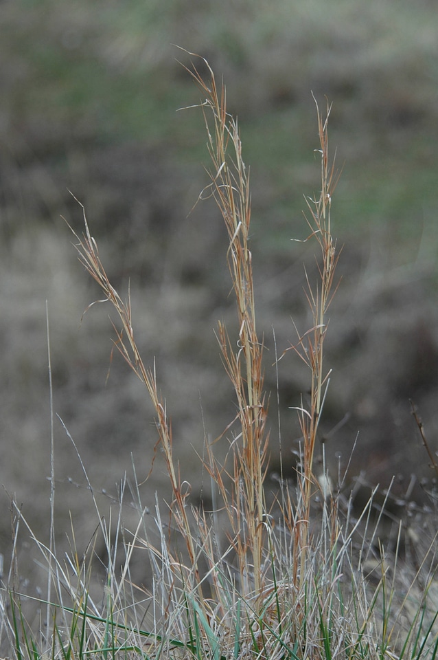 Refuge grasses