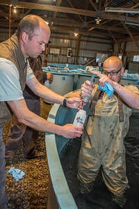 Hatchery worker transfers paddlefish milt to container