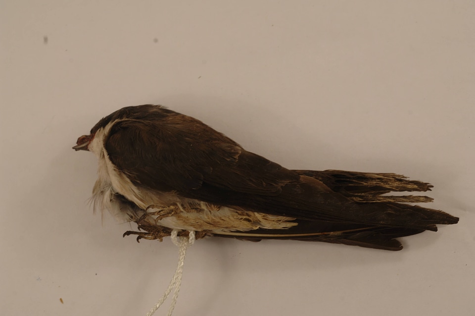 Tachycineta bicolor-1