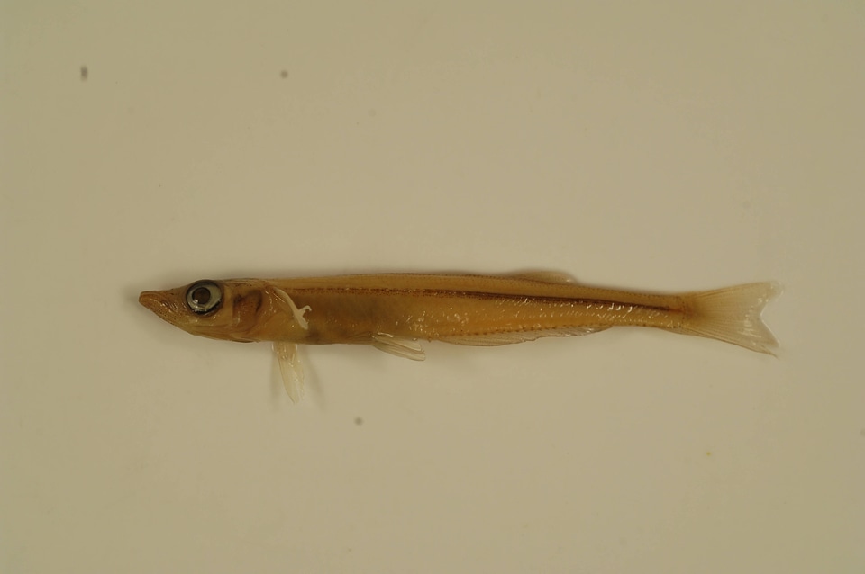 Labidesthes sicculus-2