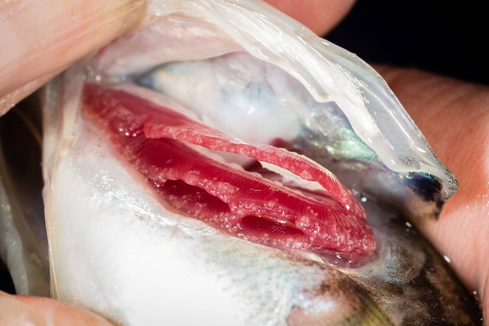 Glochidia on bass gill-1