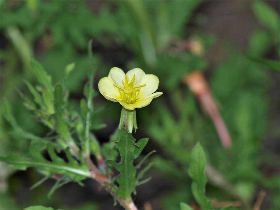 Cutleaf Evening-primrose