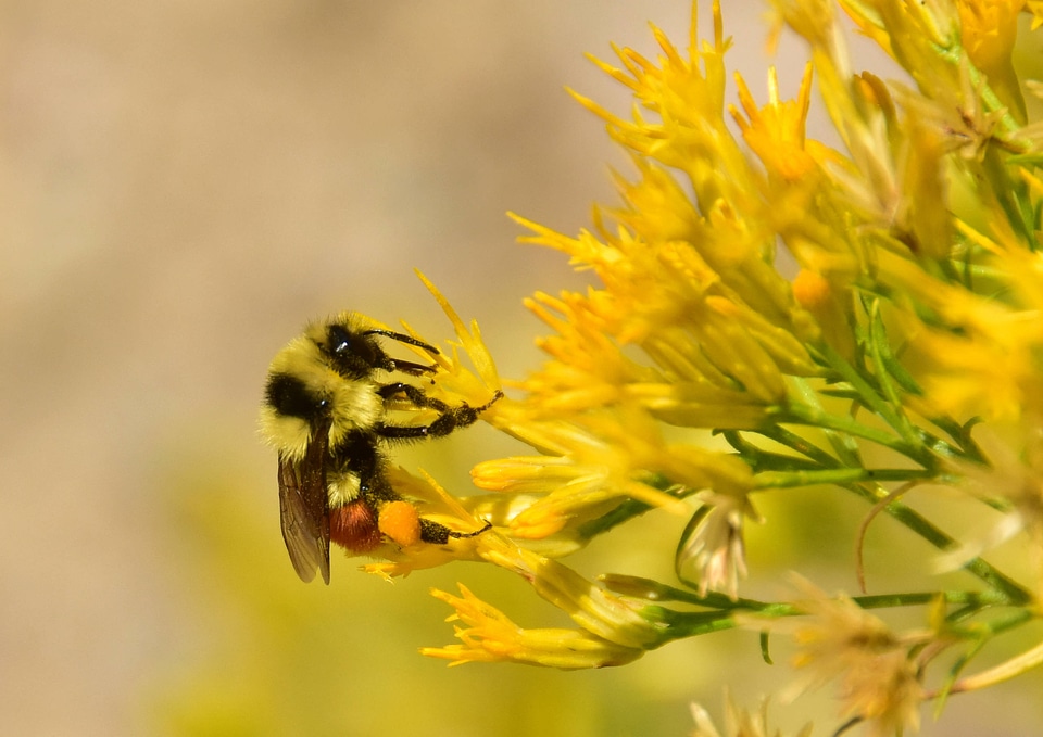Hunt's Bumble Bee on rubber rabbitbrush