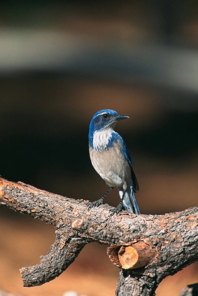Scrub jay