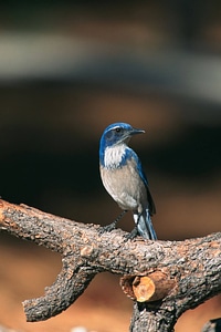 Scrub jay photo