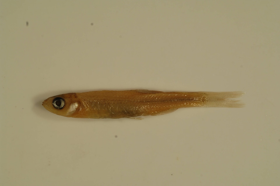 Notropis atherinoides-2