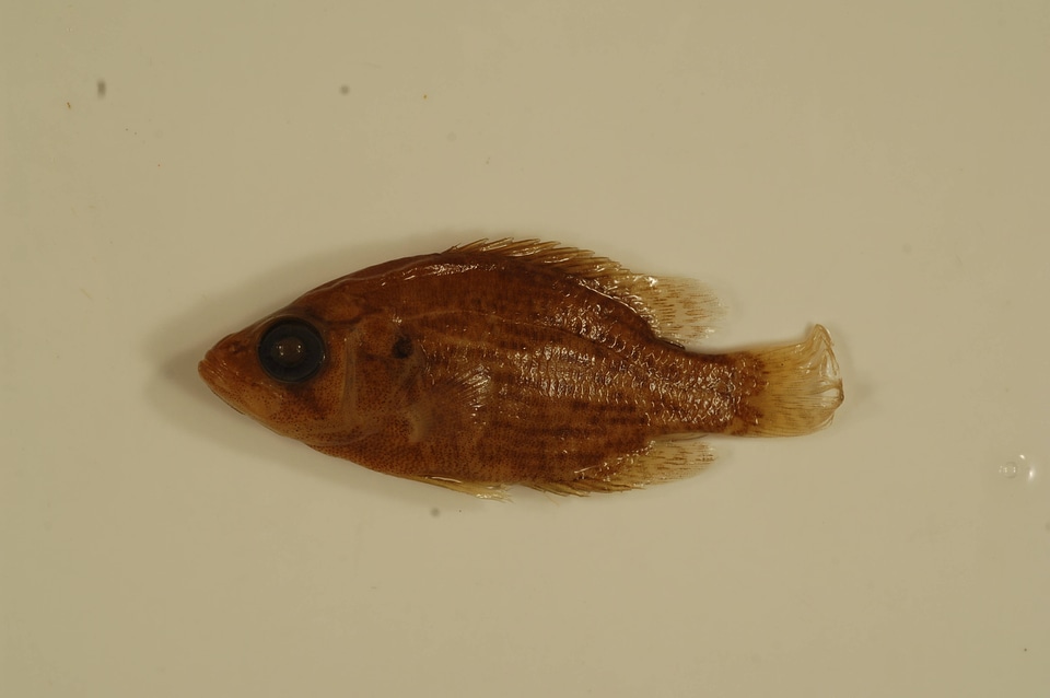 Ambloplites rupestris-1