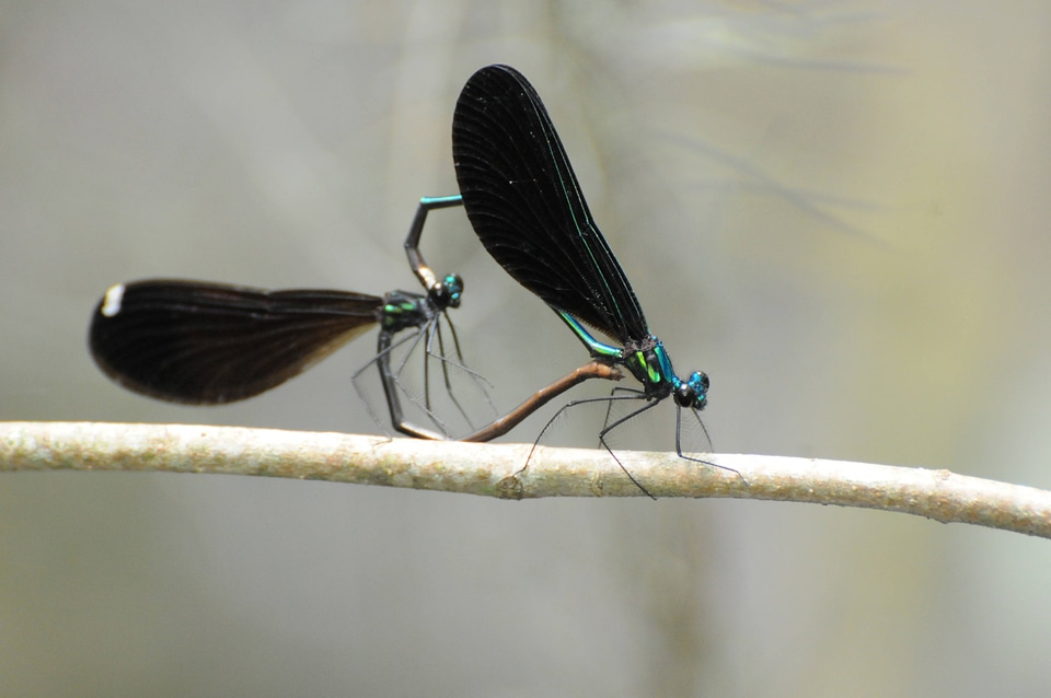 Pair of Ebony jewelwings