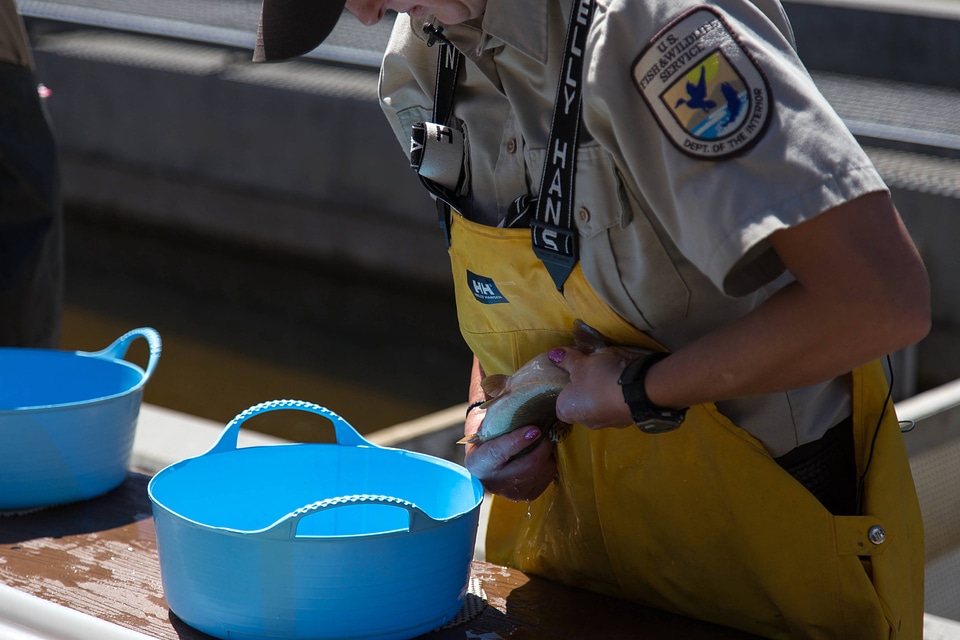 Biologist spawning trout-2