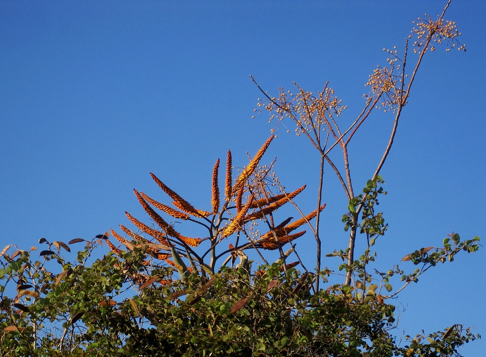 Flowers orange sear shaped flowers