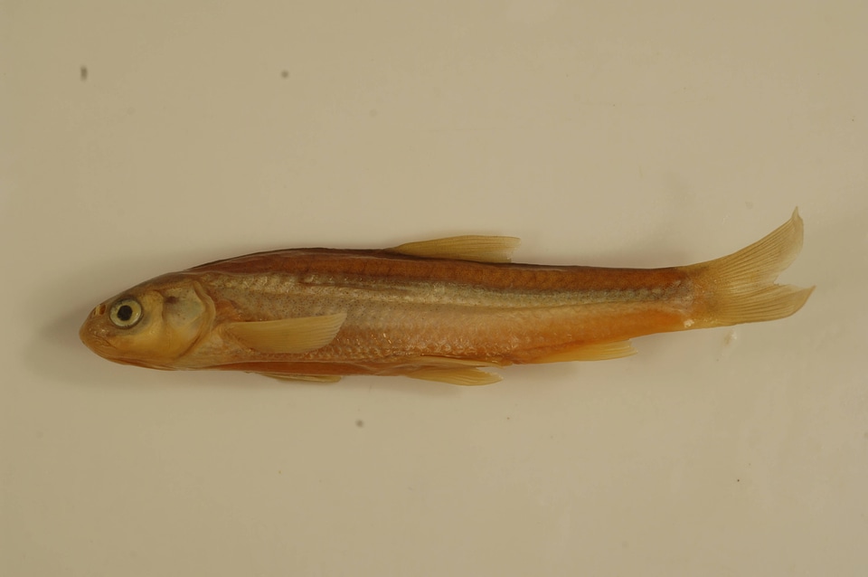 Hybognathus amarus-1
