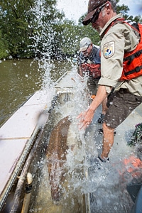 Biologist with gulf sturgeon on the Choctawhatchee River-2