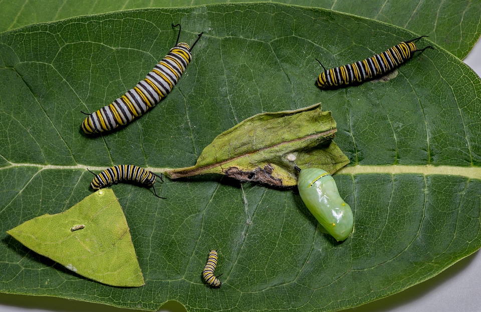 Stages of Monarch caterpillar development-2