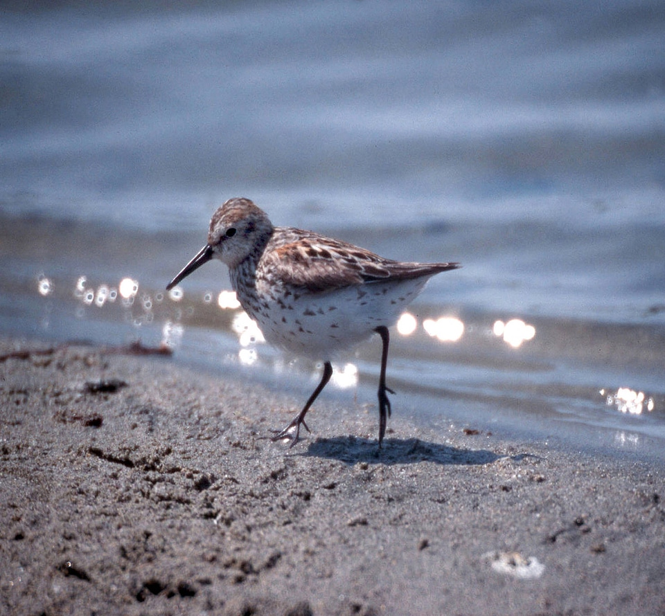 Western Sandpiper-2