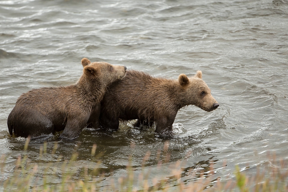 Kodiak brown bear cubs-2