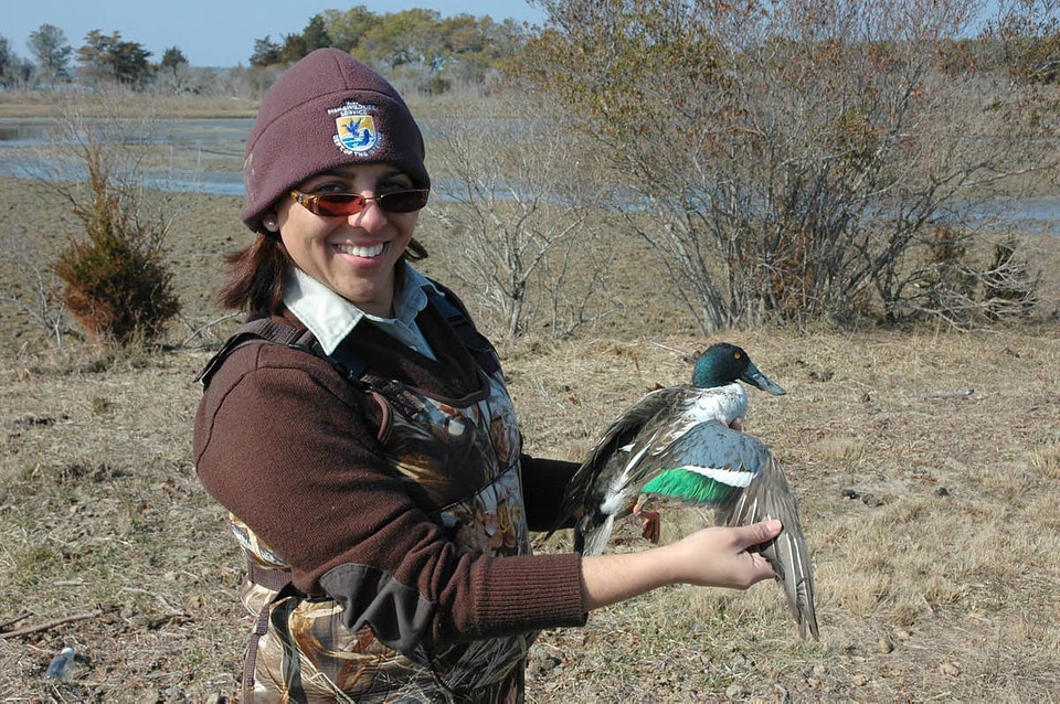 Biologist Banding a Northern Shoveler