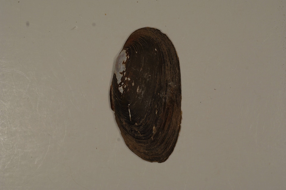 Elliptio dilatata (outside)-2