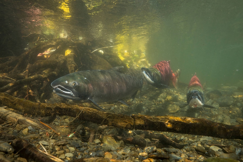 Salmon migration -3