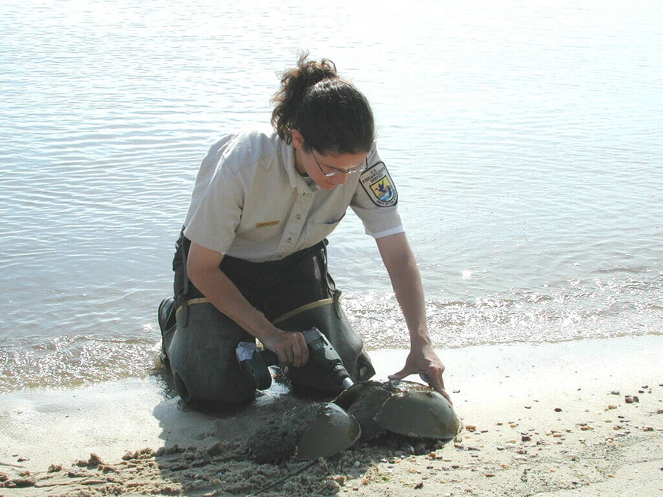 Tagging a horseshoe crab