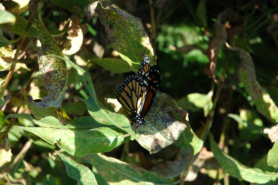 Monarch butterfly-2