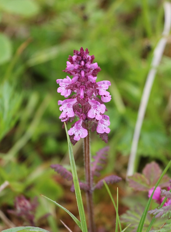 Whorled lousewort photo