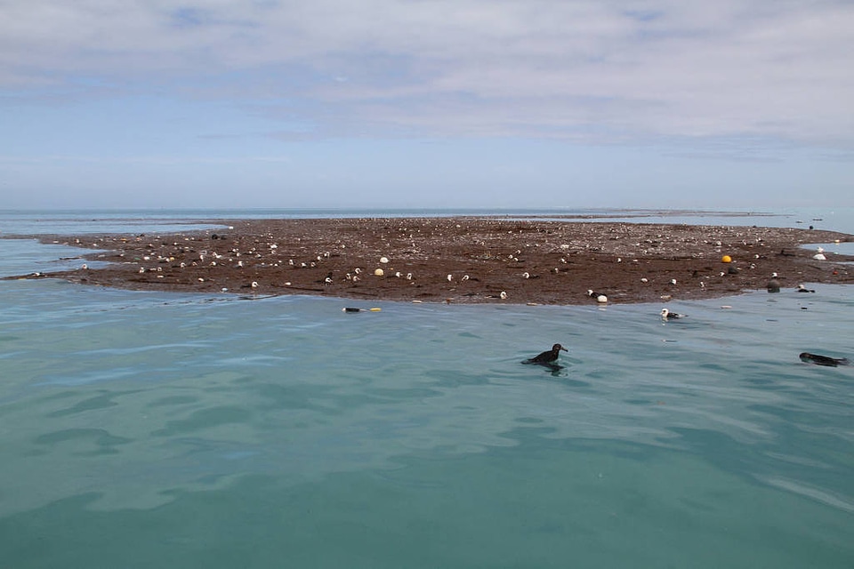 Debris and Injured Birds in Lagoon at Midway Atoll-1