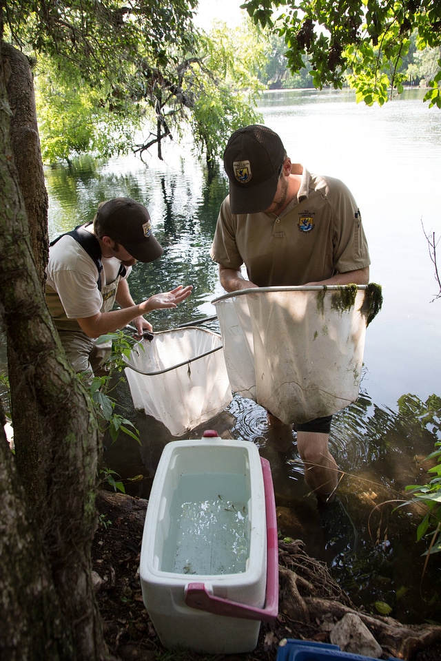 Biologists search for Fountain Darter-1
