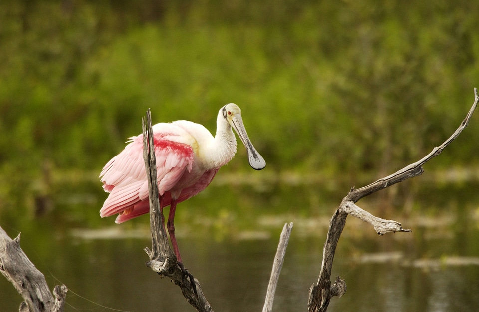 Roseate Spoonbill-3 photo