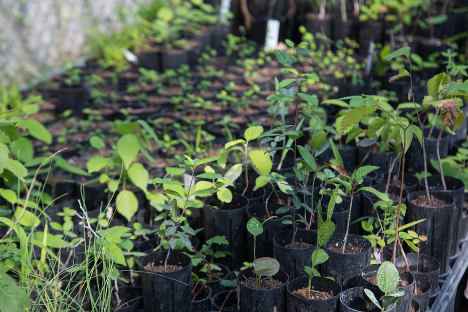 Native plants for restoration-4
