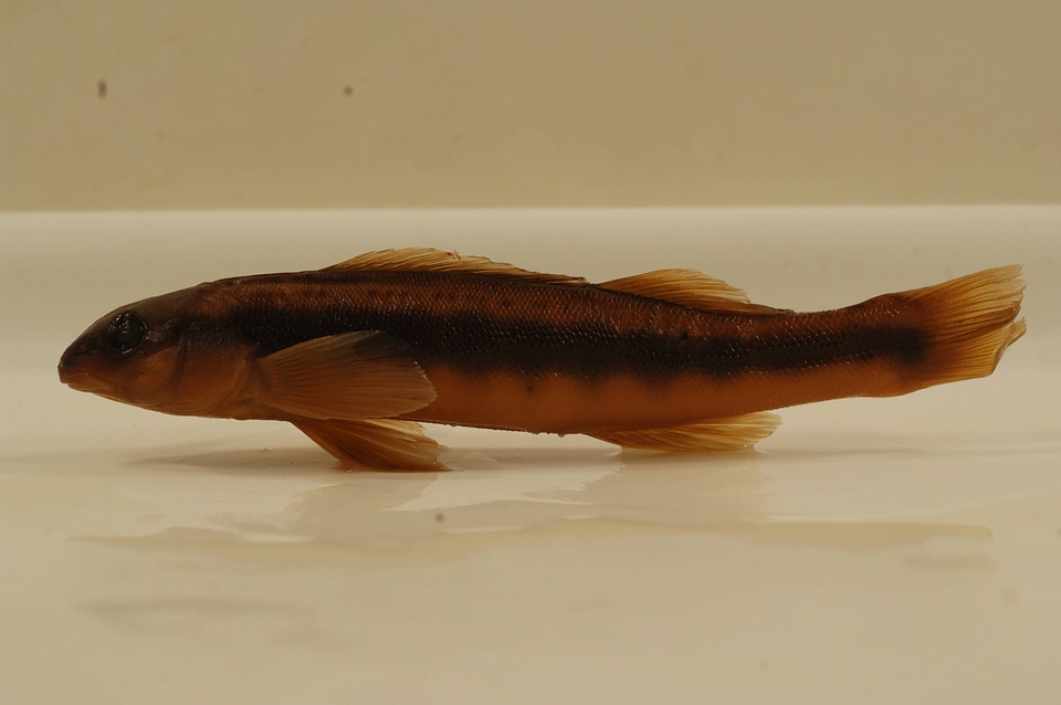 Percina aurantiaca-2