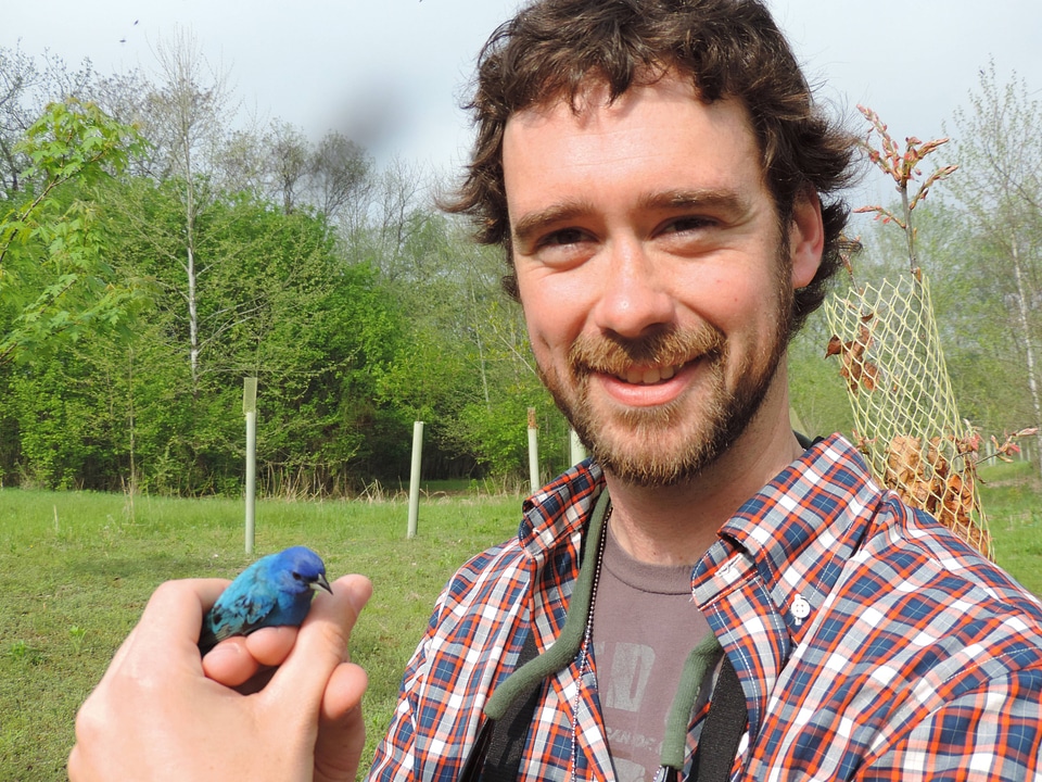 Service employee holds Indigo bunting