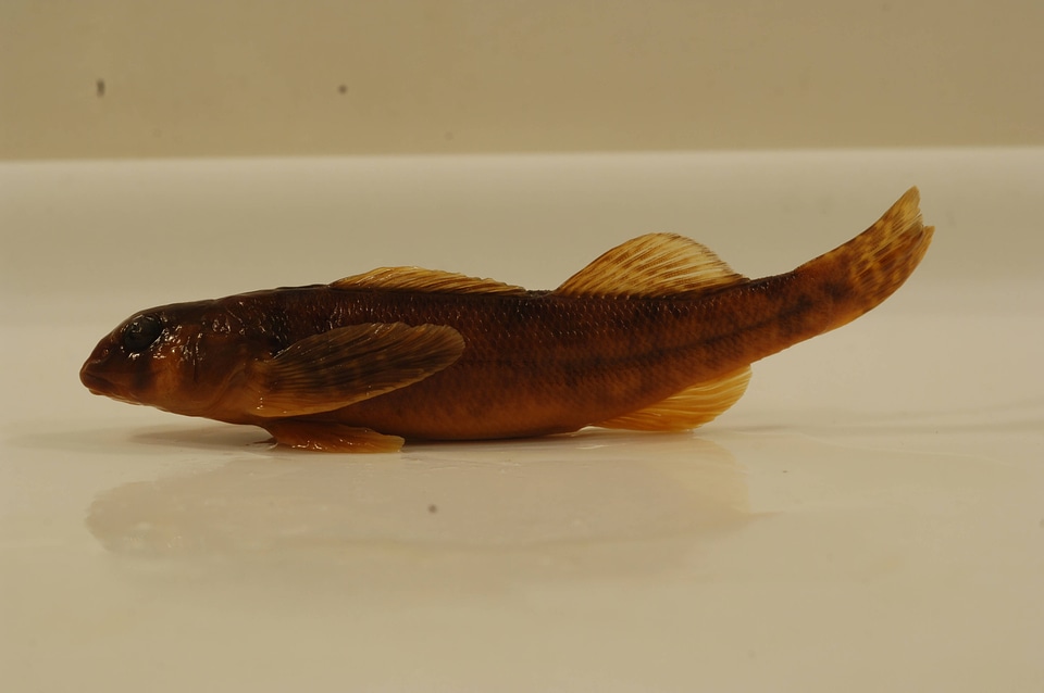 Etheostoma osburni-1