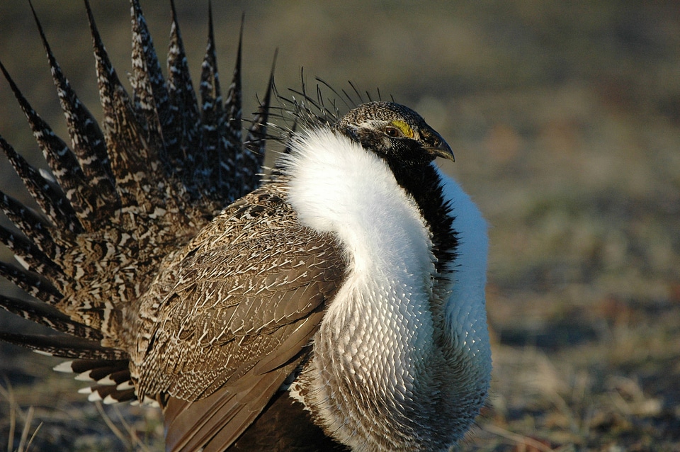 Greater sage-grouse-3