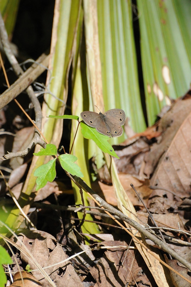 Little wood satyr butterfly