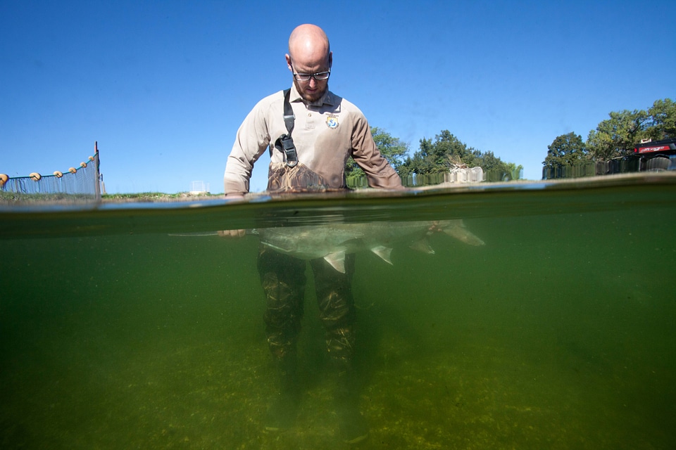 Fishery biologist examines an American paddlefish-1