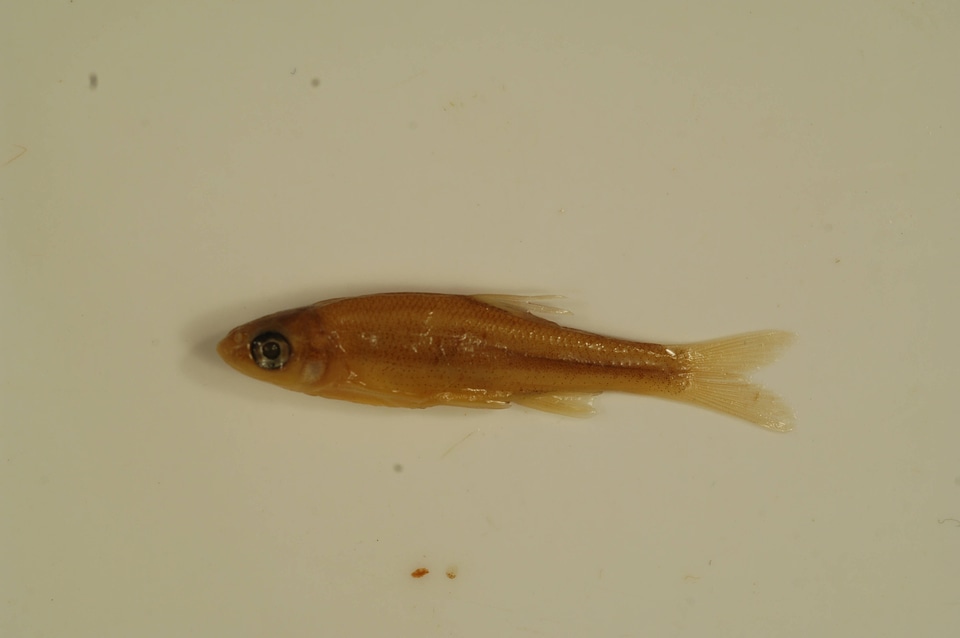 Clinostomus funduloides-1