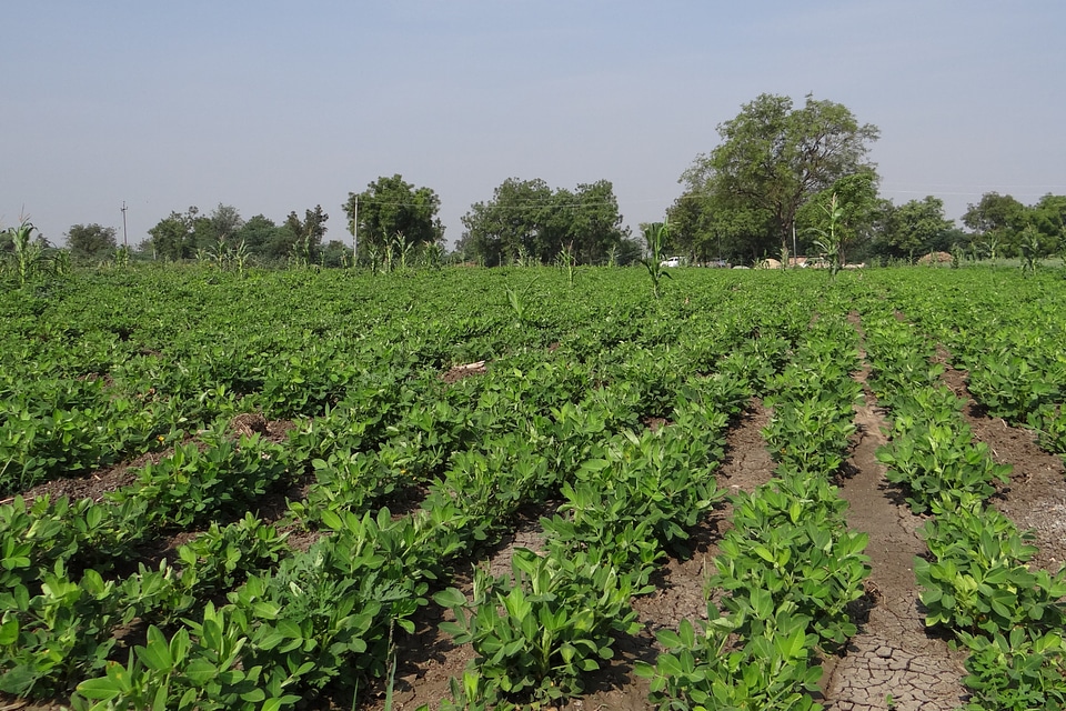 Crop field agriculture